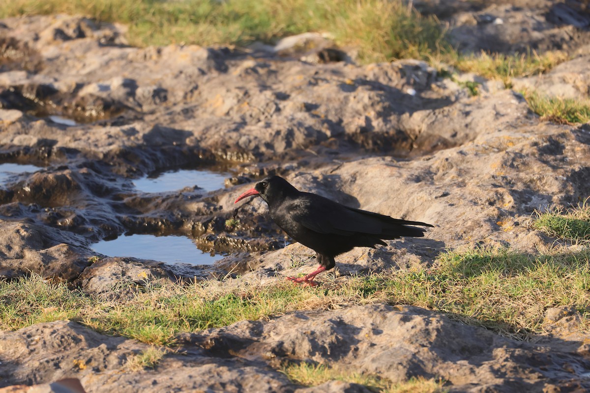 ベニハシガラス - ML647445346