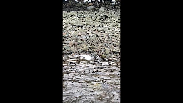 メキシコカワガラス - ML647445357