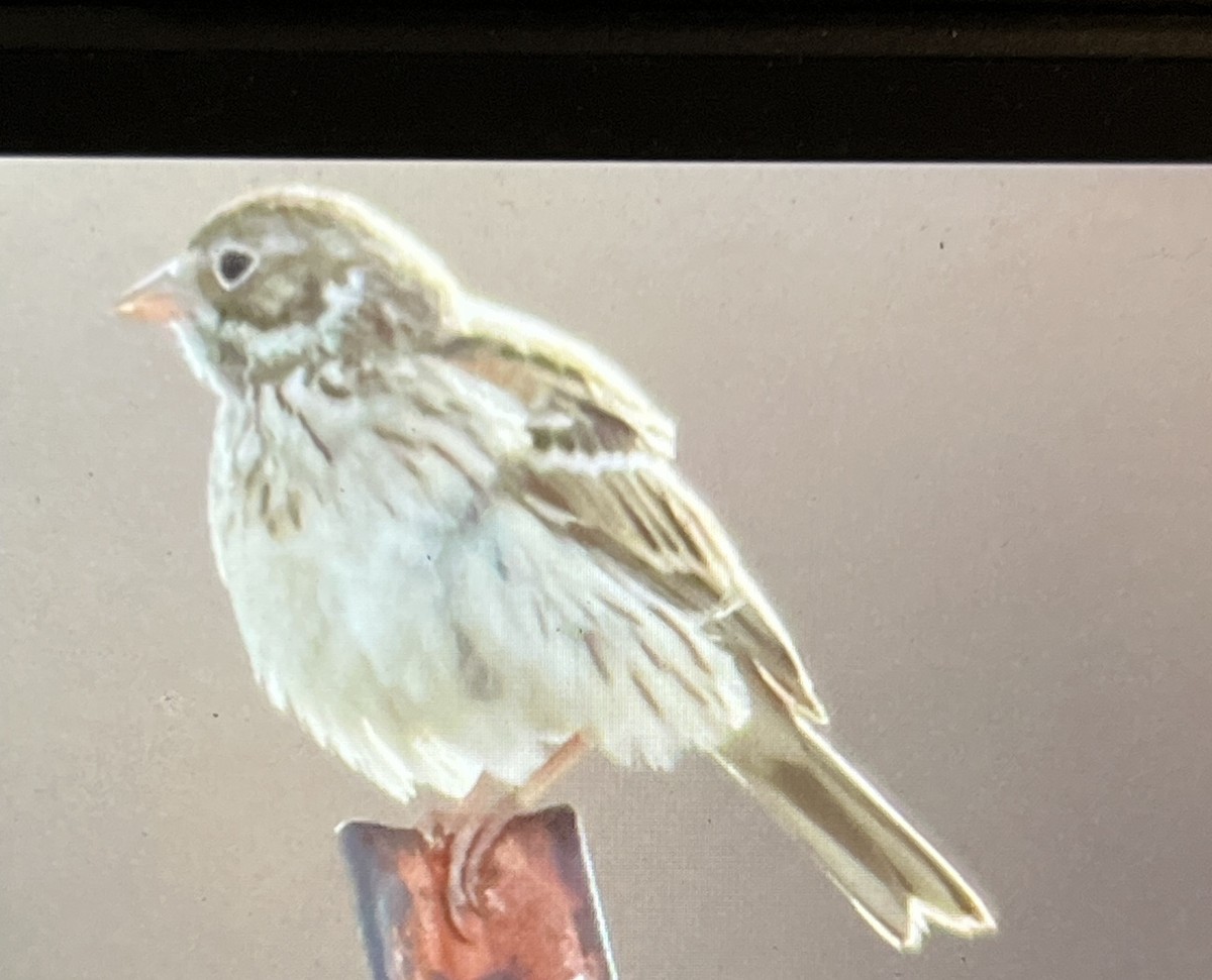 Akşamcı Serçe - ML647445364