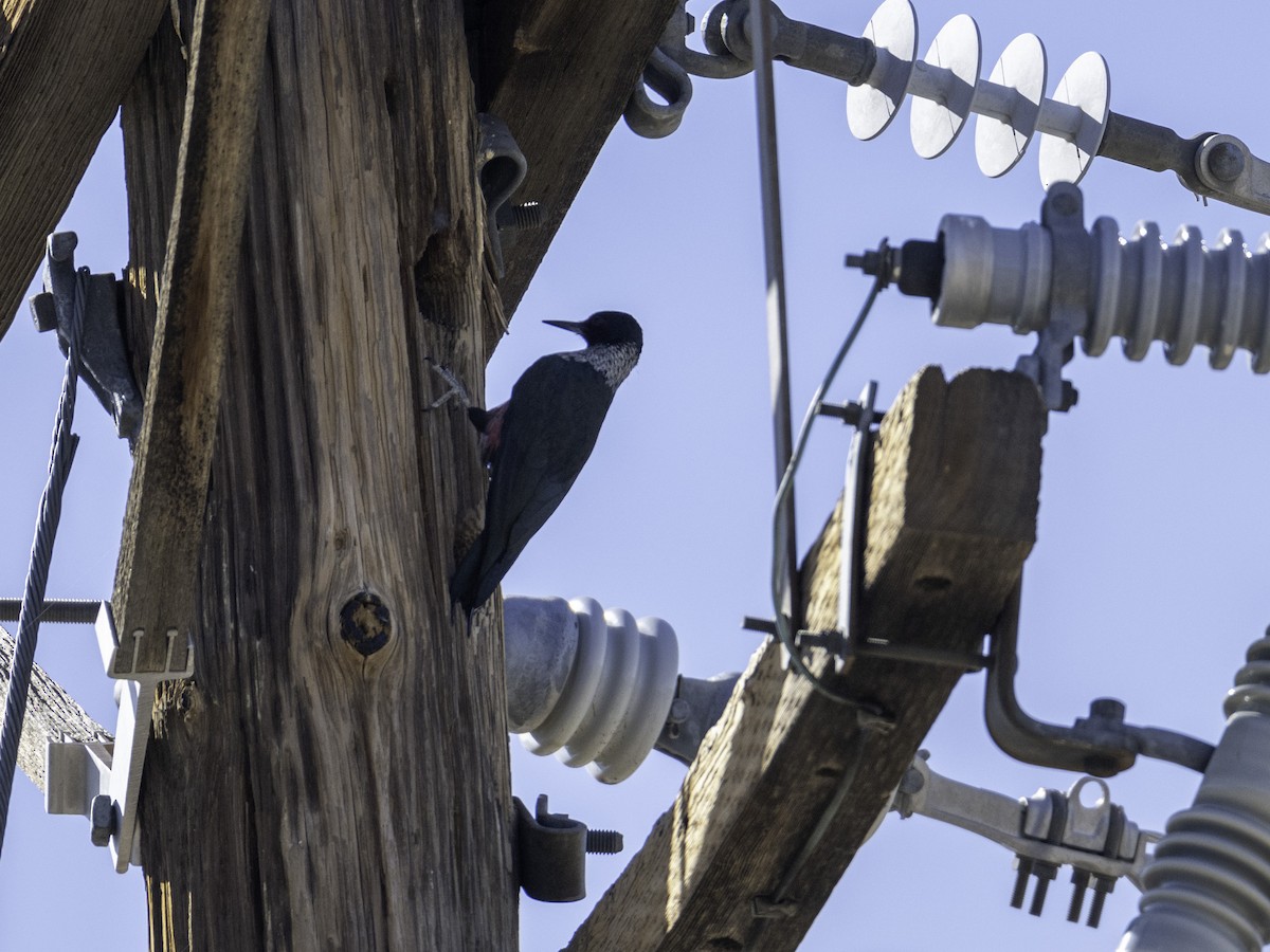 Lewis's Woodpecker - ML647445368