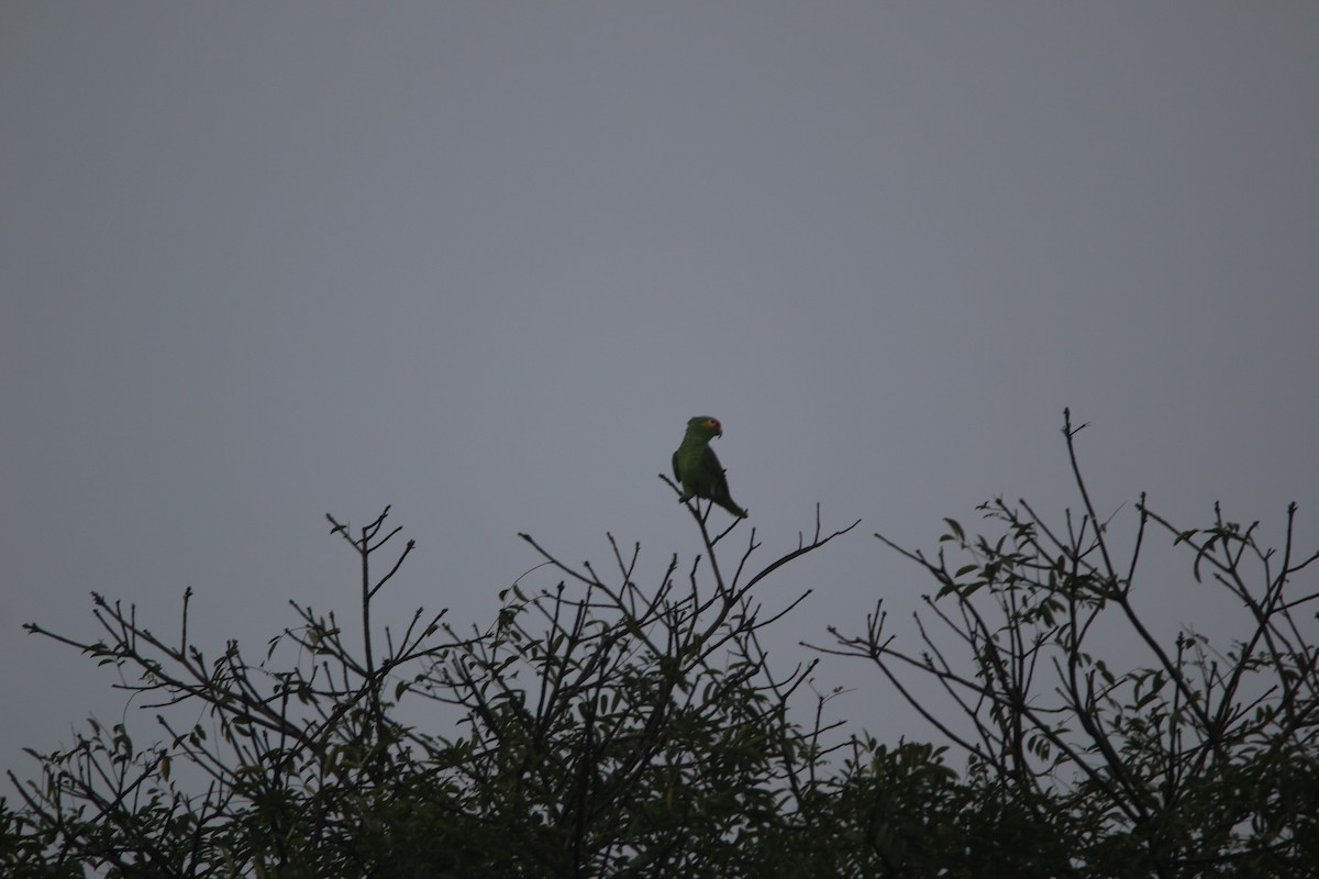 Red-lored Amazon - ML647445396