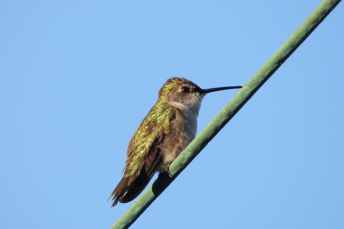 Ruby-throated/Black-chinned Hummingbird - ML647445398
