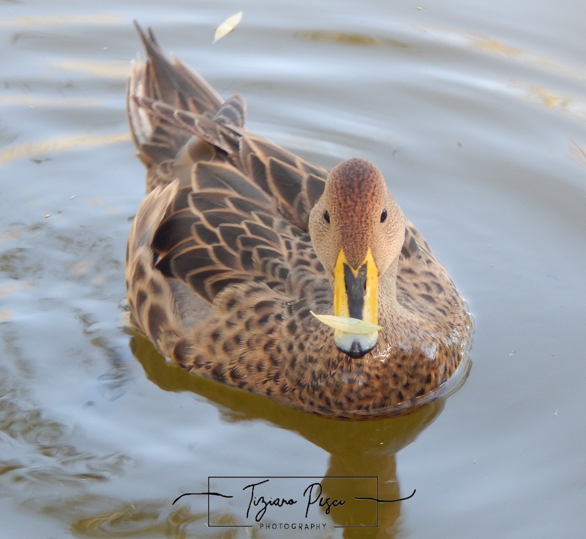 gulnebbstjertand - ML647445399