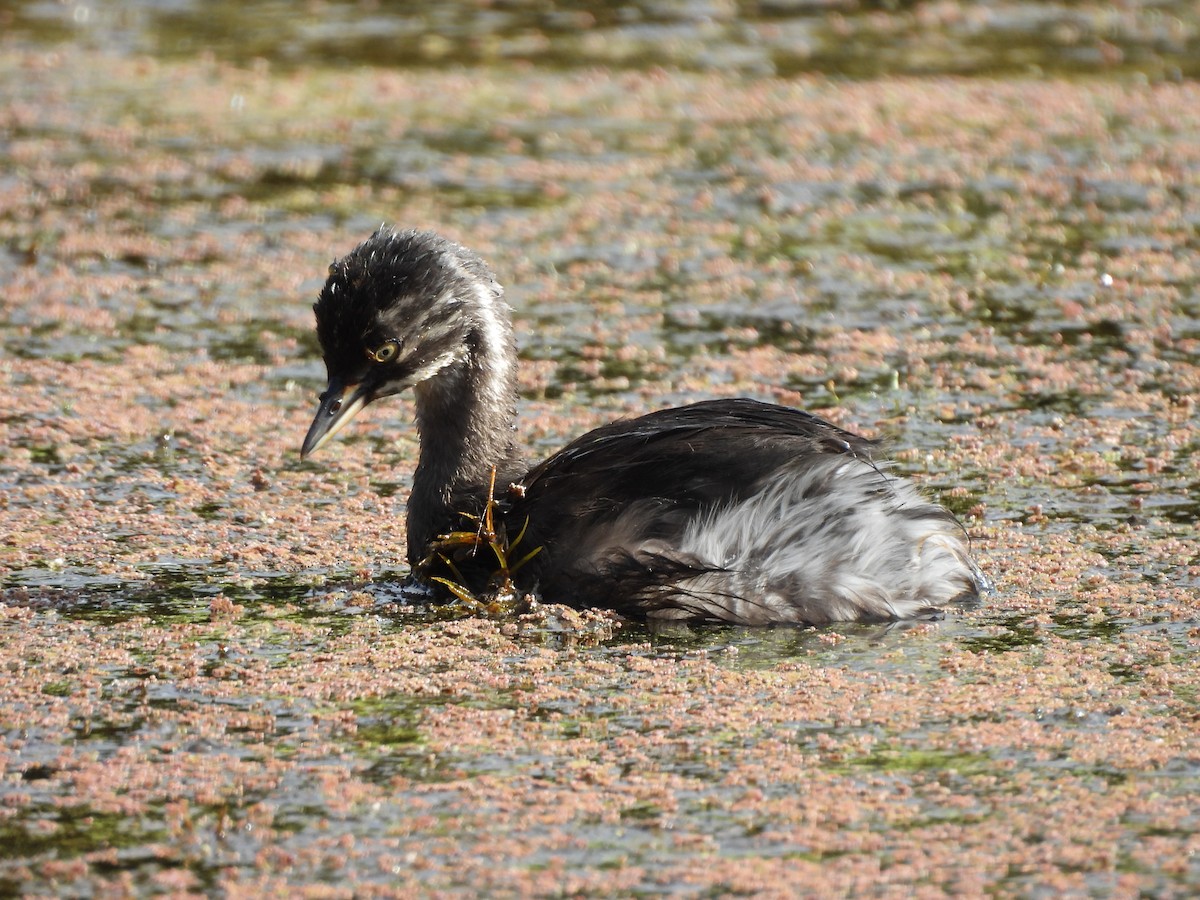 Least Grebe - ML647445404