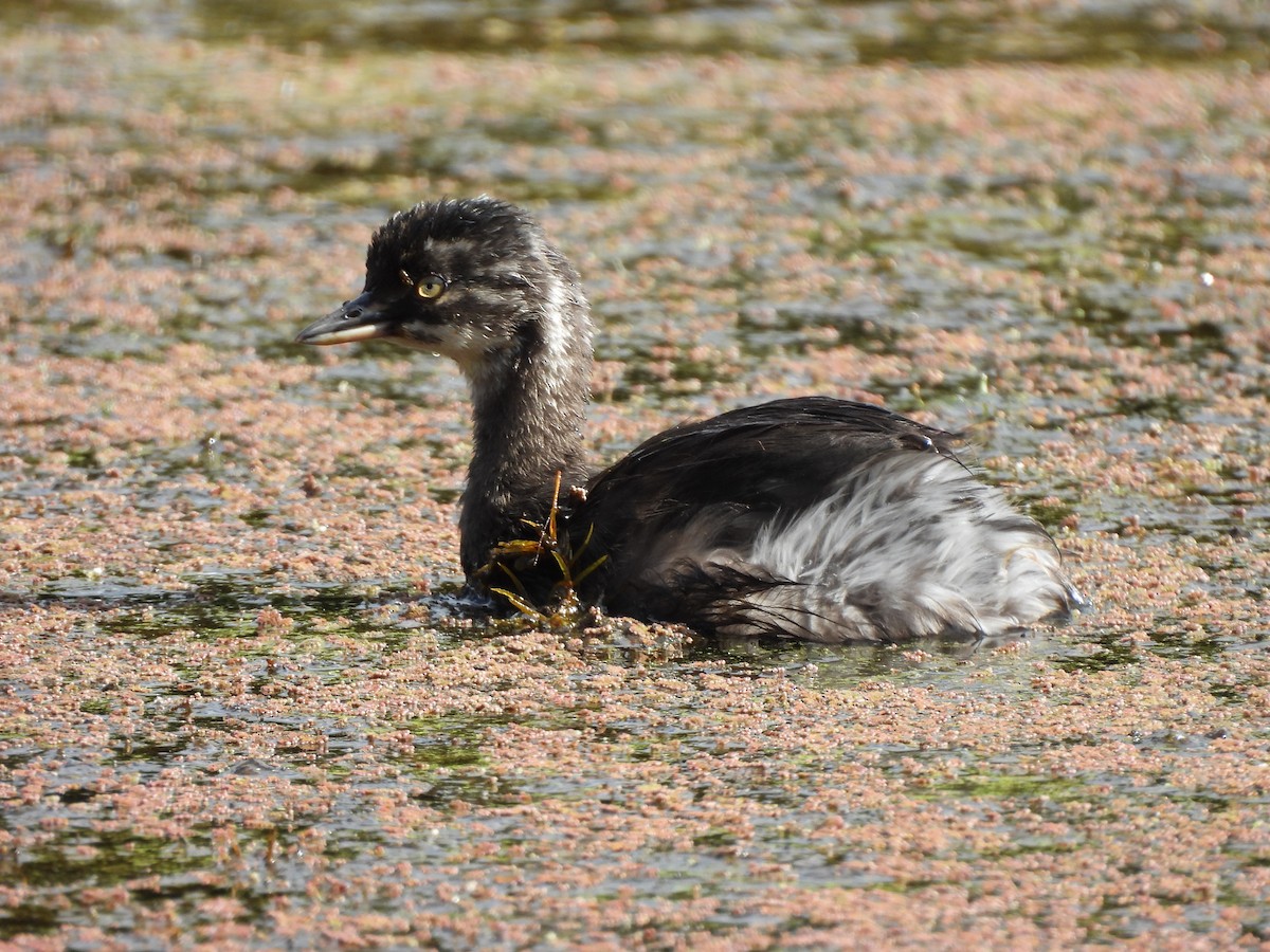Least Grebe - ML647445405