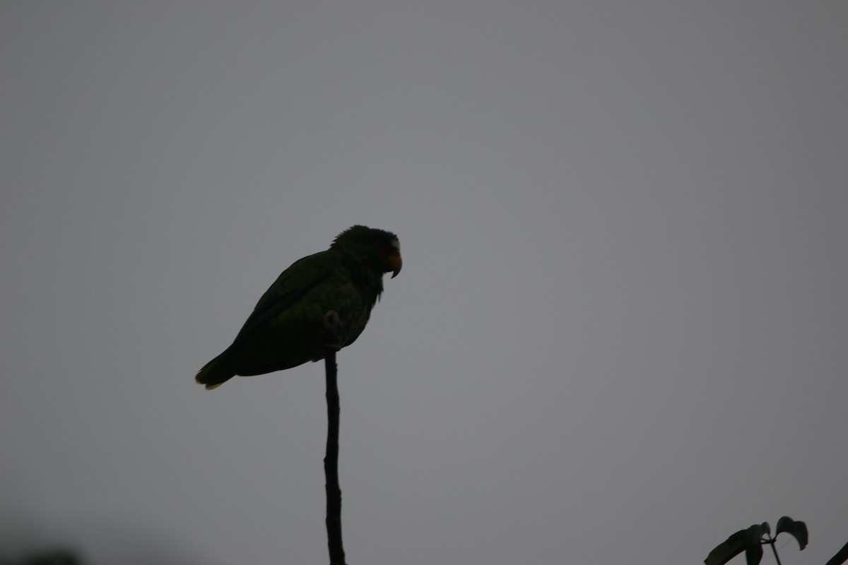 White-fronted Amazon - ML647445407