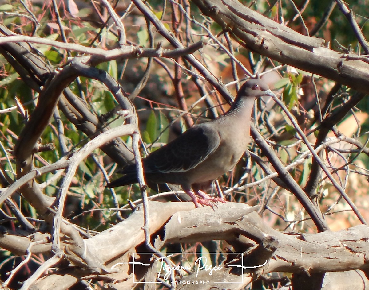 Picazuro Pigeon - ML647445409