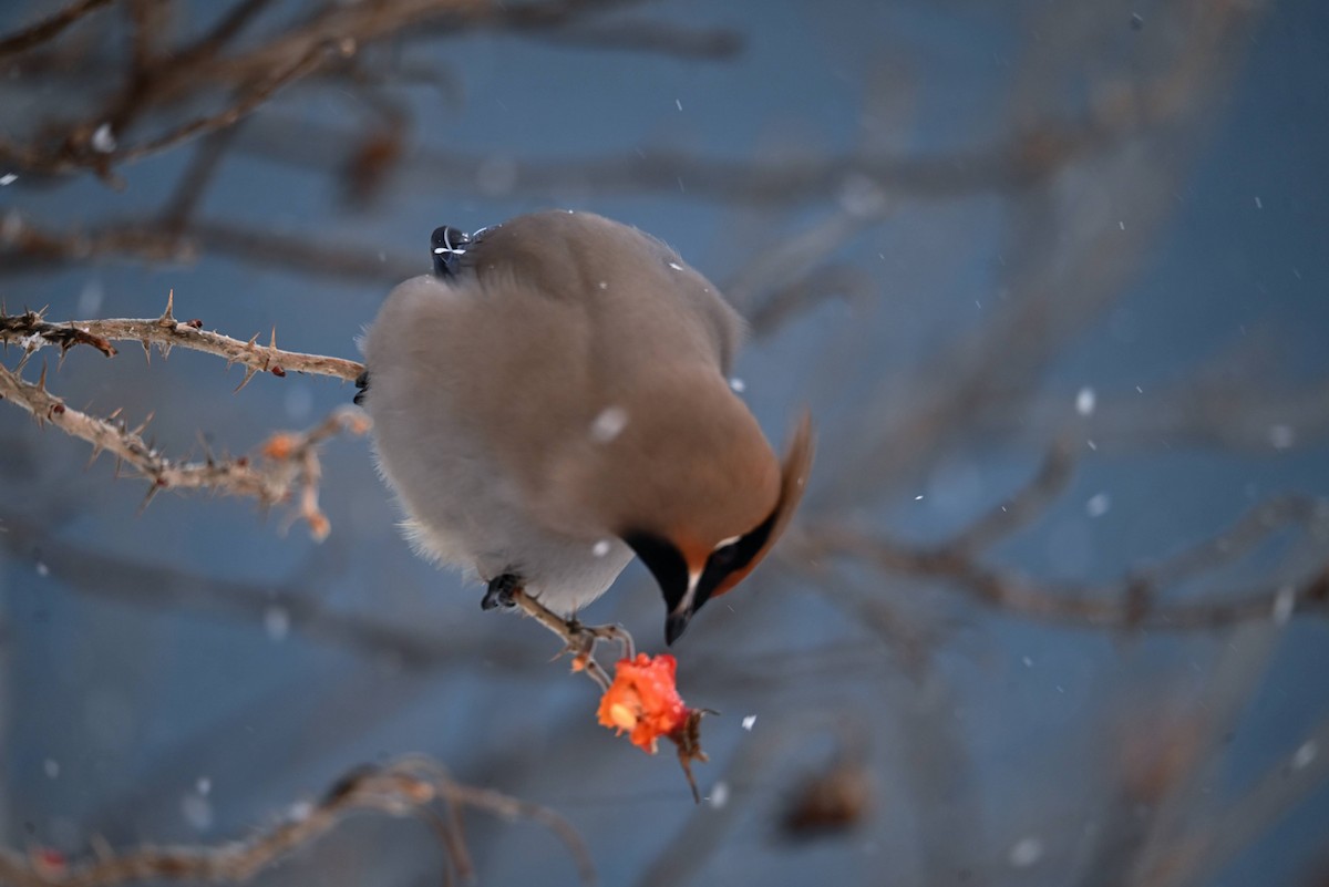 Bohemian Waxwing - ML647445415