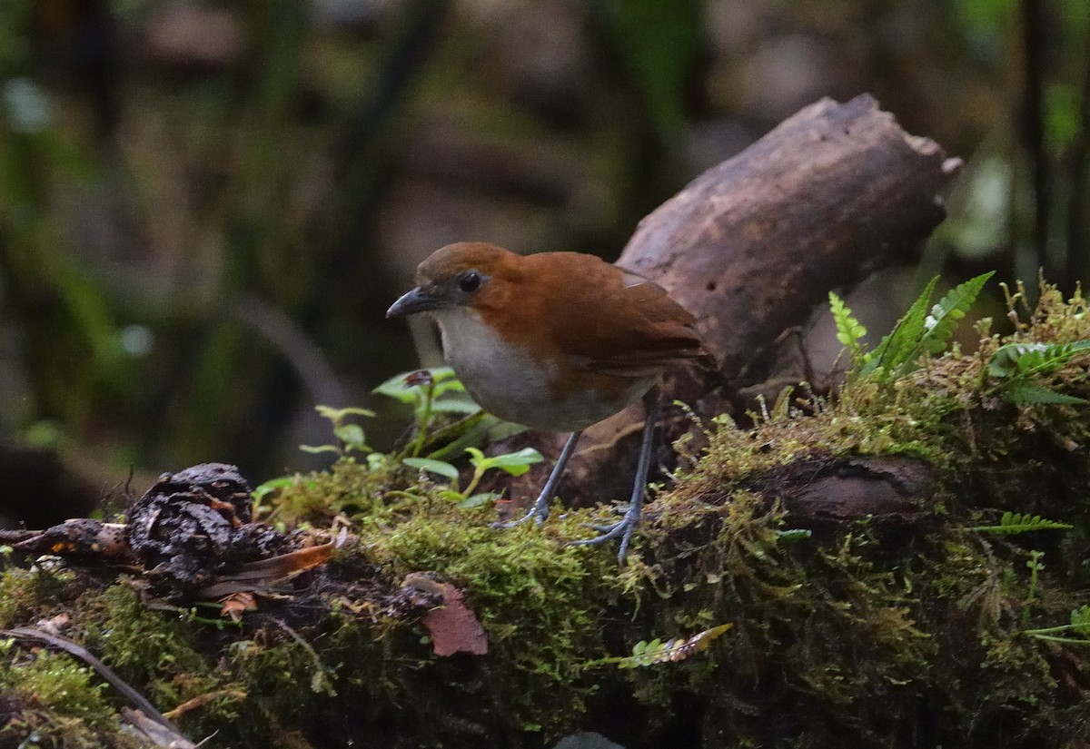 Ak Karınlı Yerçavuşu - ML647445421