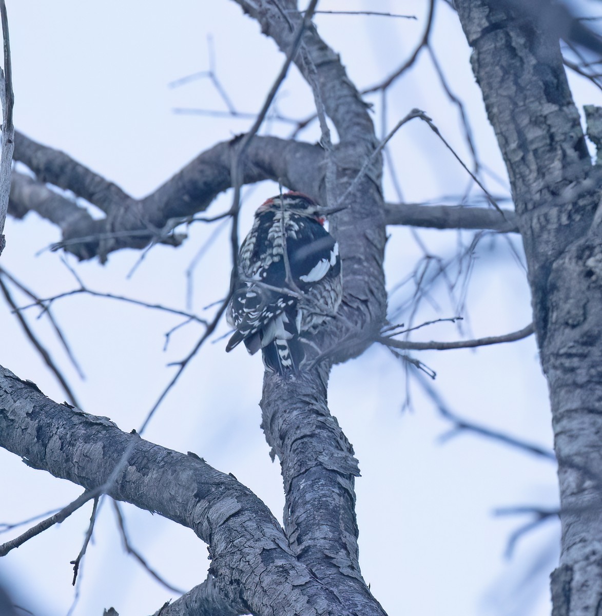 Rotnacken-Saftlecker - ML647445423