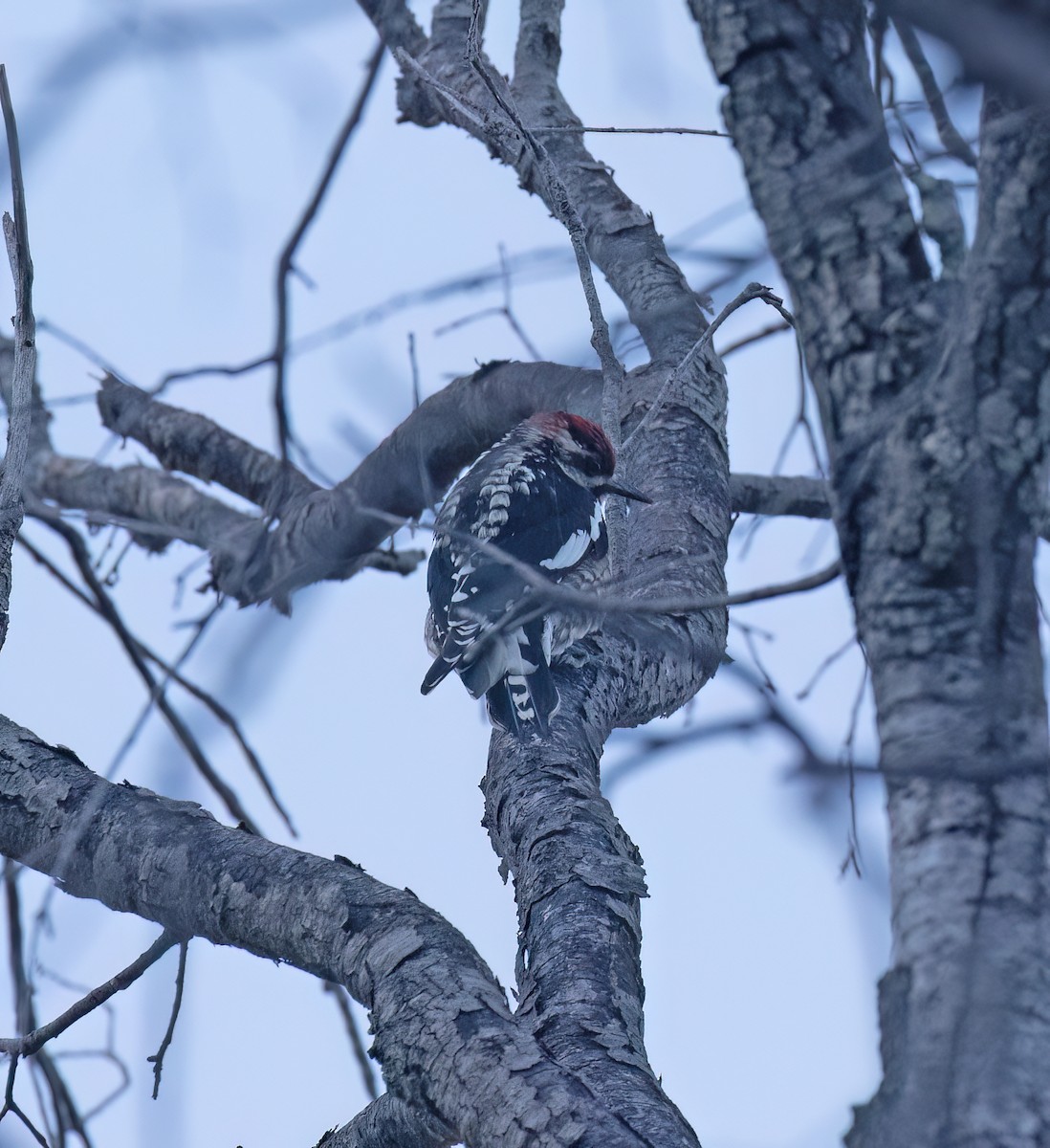 Rotnacken-Saftlecker - ML647445424