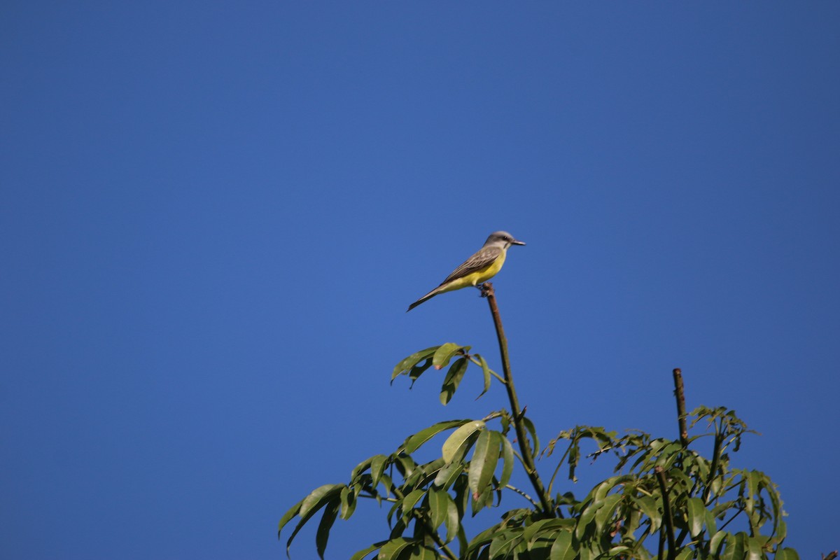 オリーブタイランチョウ - ML647445427