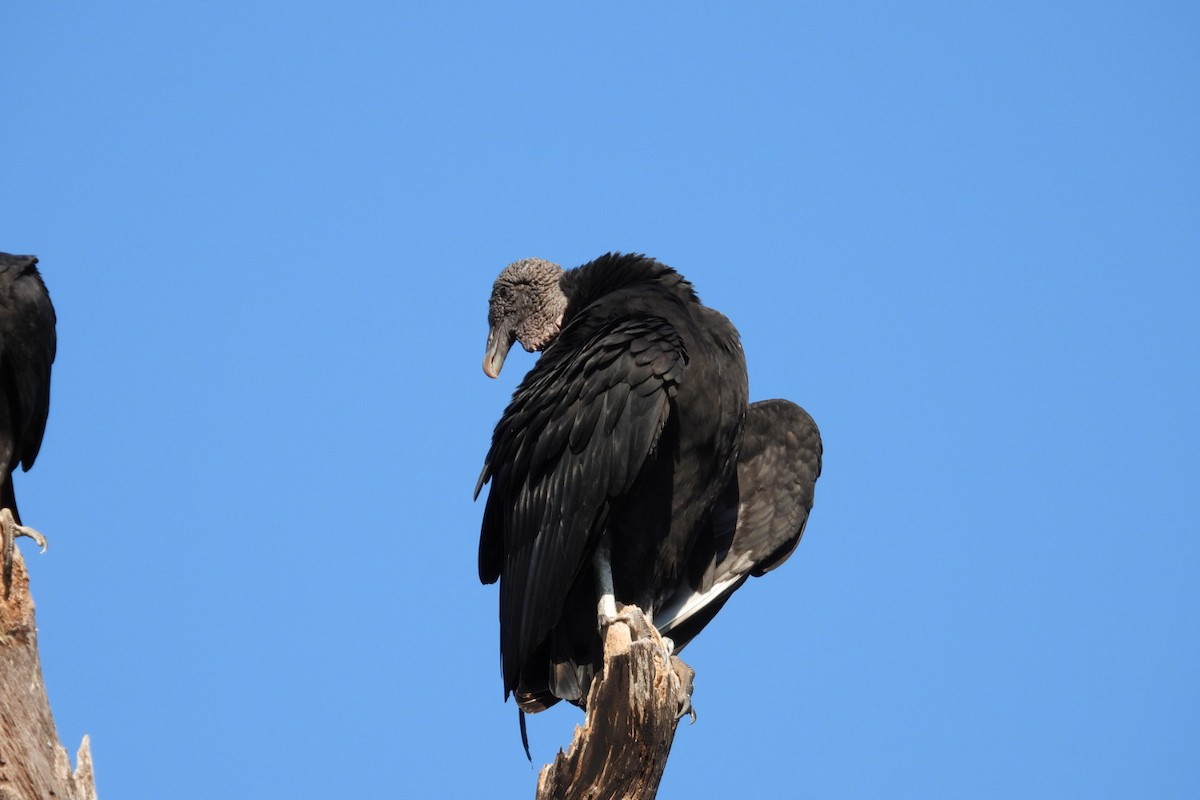 クロコンドル - ML647445430