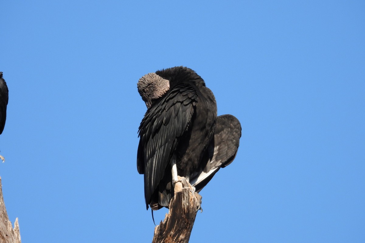 クロコンドル - ML647445431