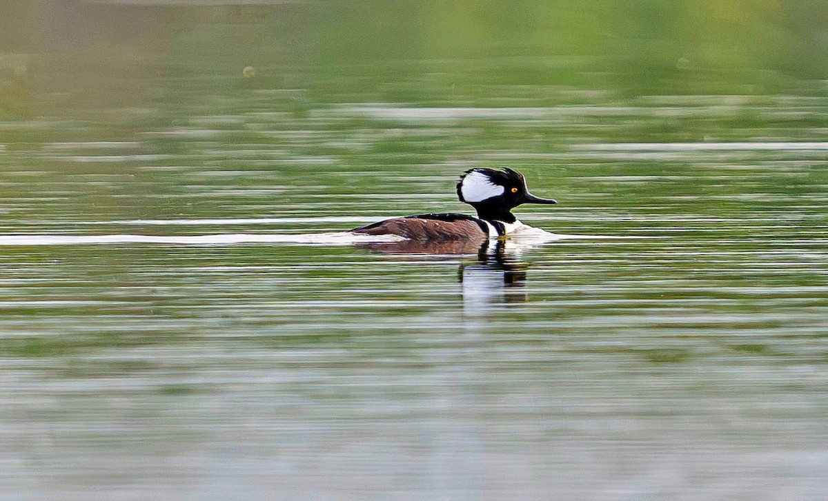 オウギアイサ - ML647445432