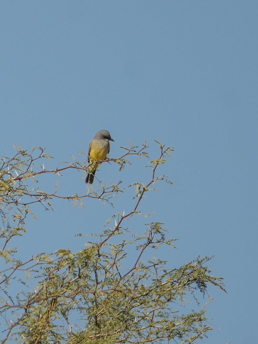 ハシボソタイランチョウ - ML647445433