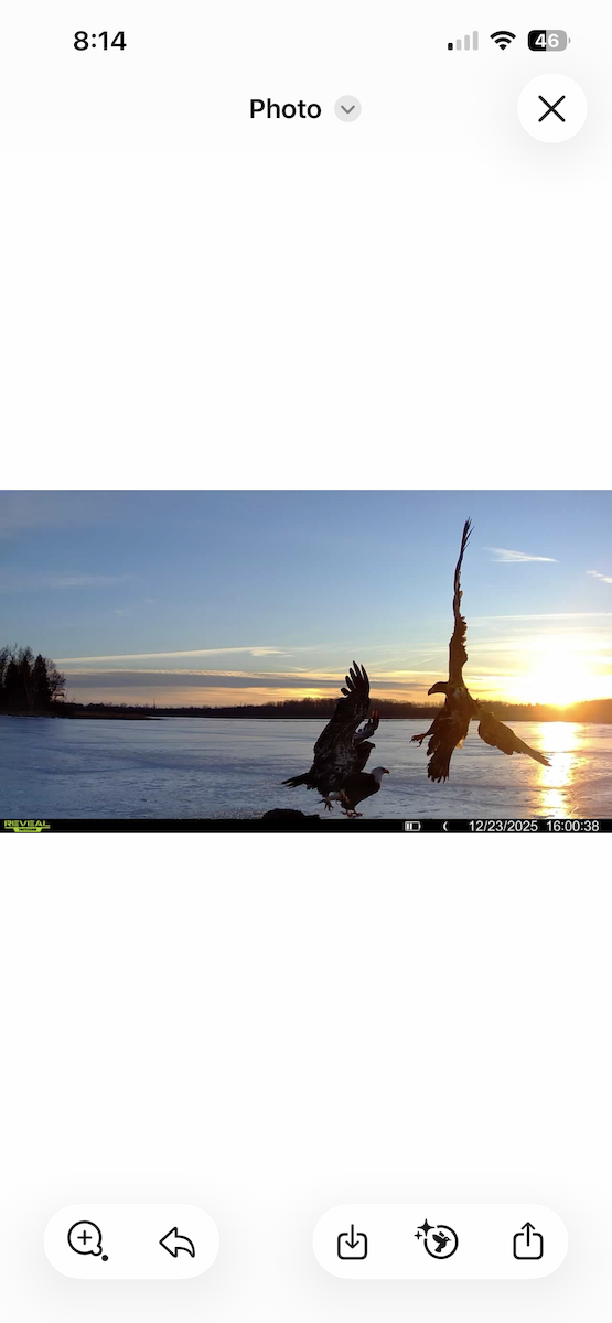 ハクトウワシ - ML647445434