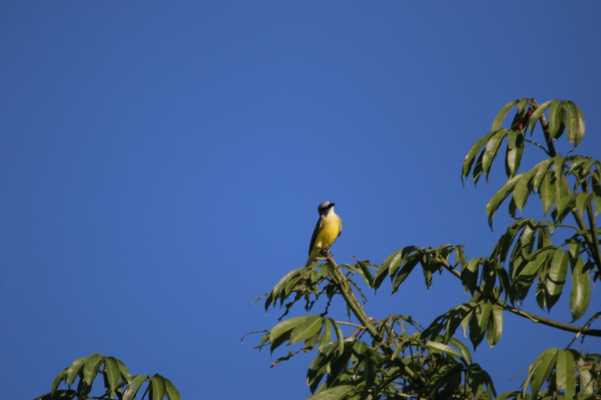 オリーブタイランチョウ - ML647445435