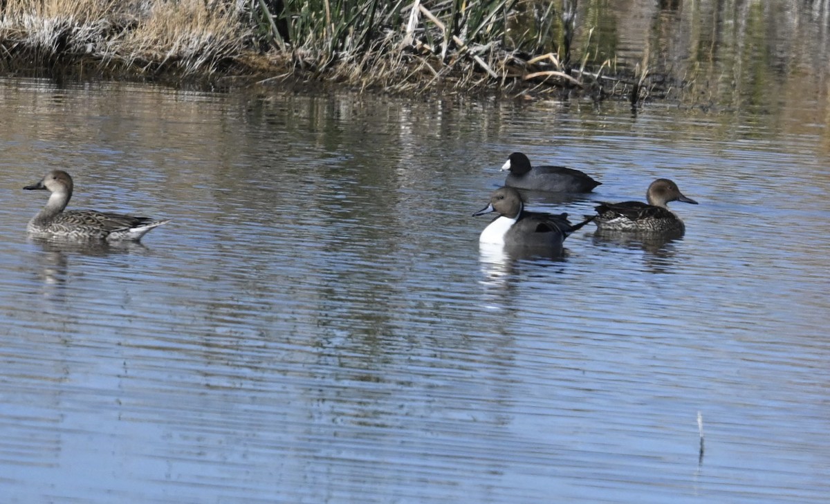 オナガガモ - ML647445436