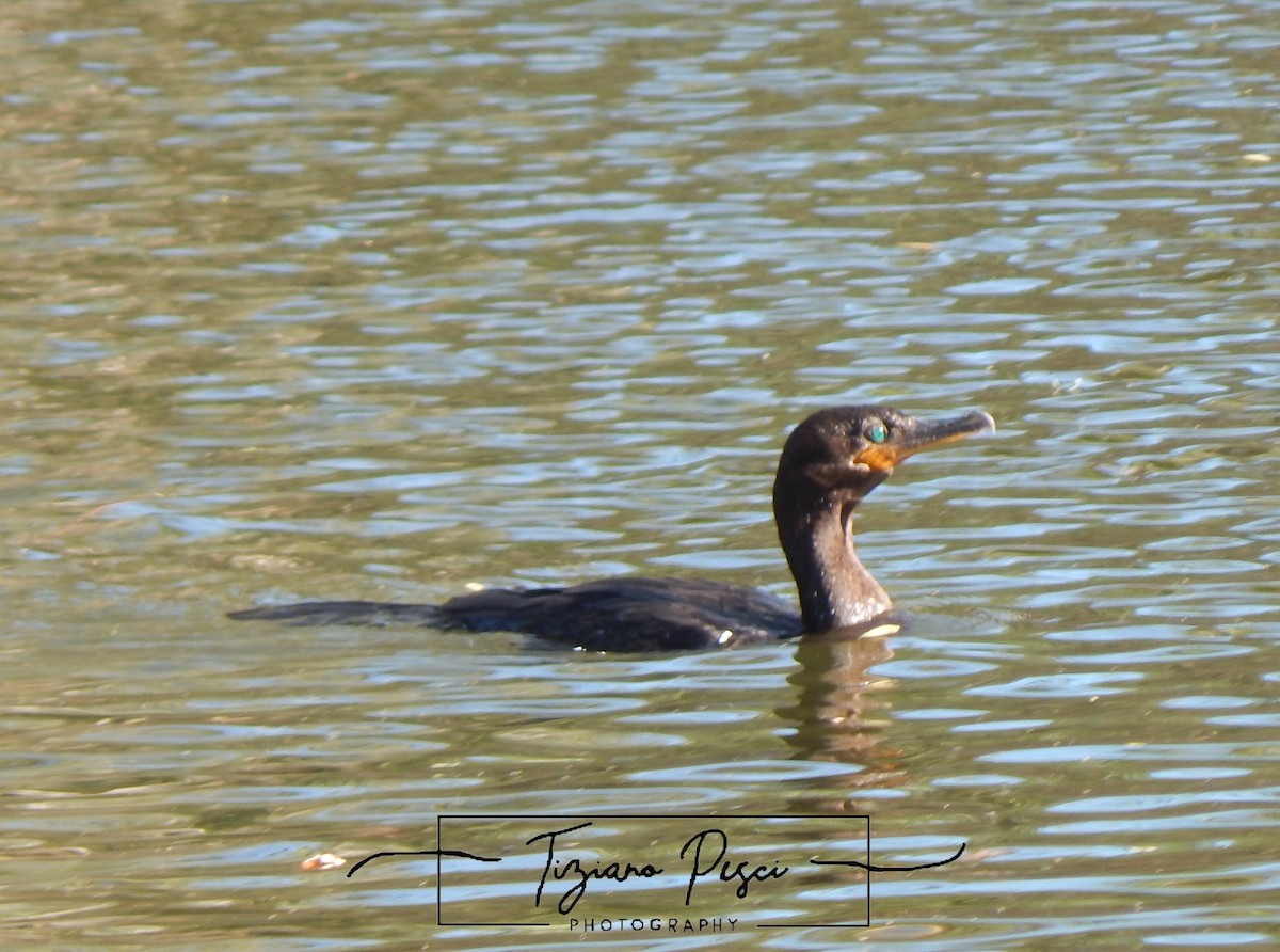 ナンベイヒメウ - ML647445439