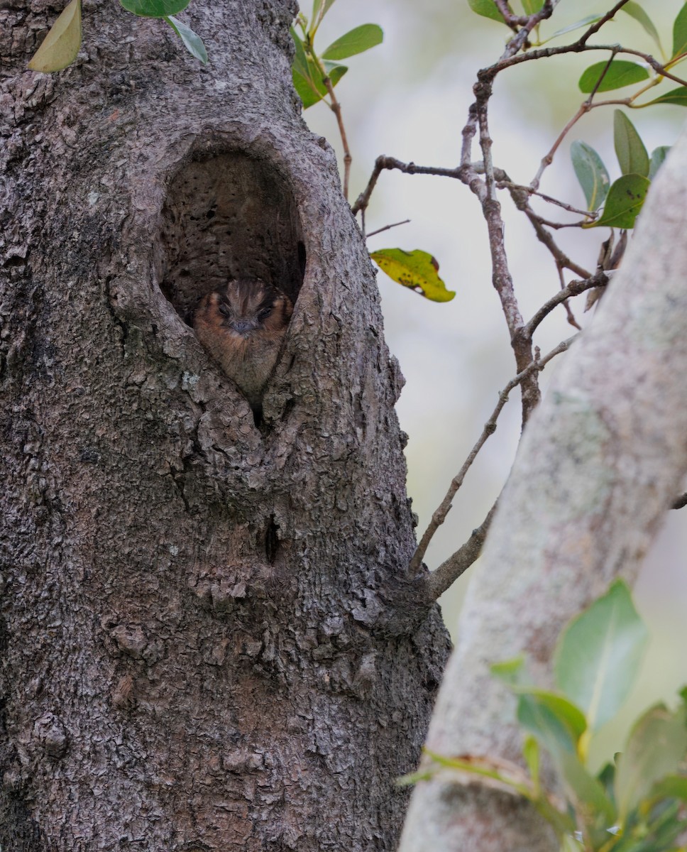 オーストラリアズクヨタカ - ML647445440