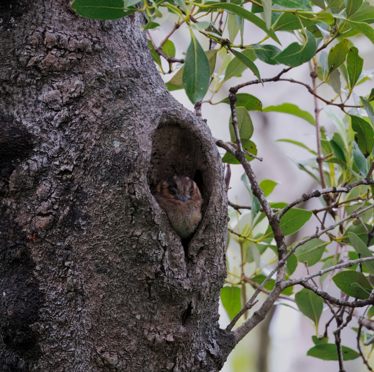 オーストラリアズクヨタカ - ML647445441