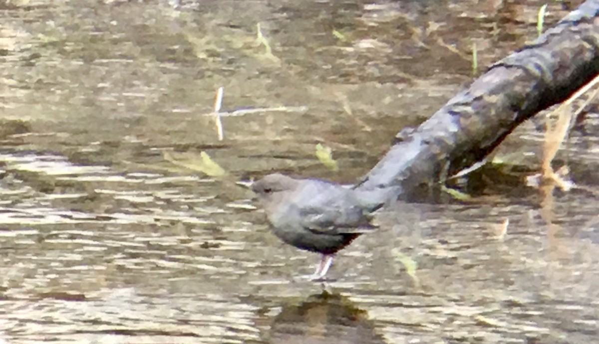 メキシコカワガラス - ML647445444