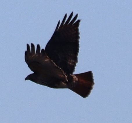 アカオノスリ - ML647445445