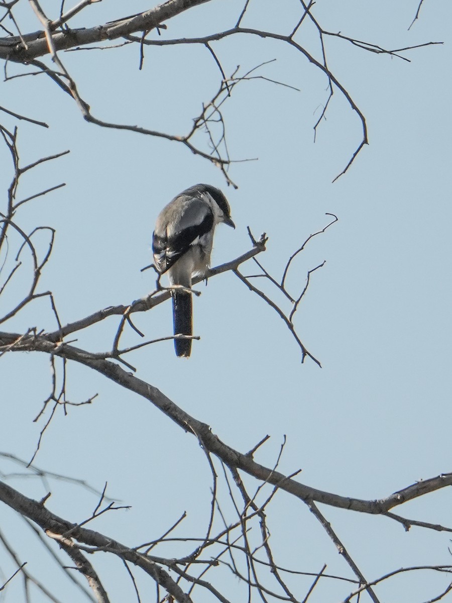 アメリカオオモズ - ML647445446