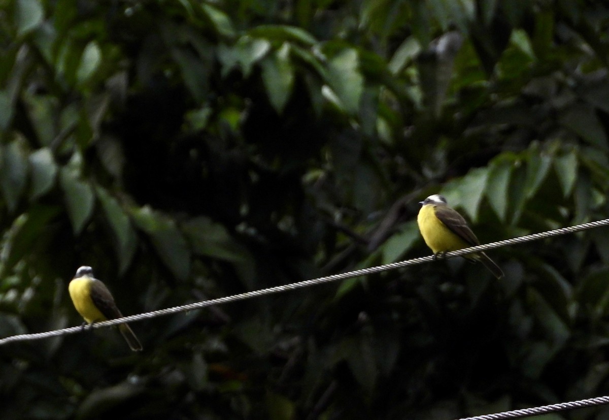 アカボウシヒタキモドキ - ML647445447