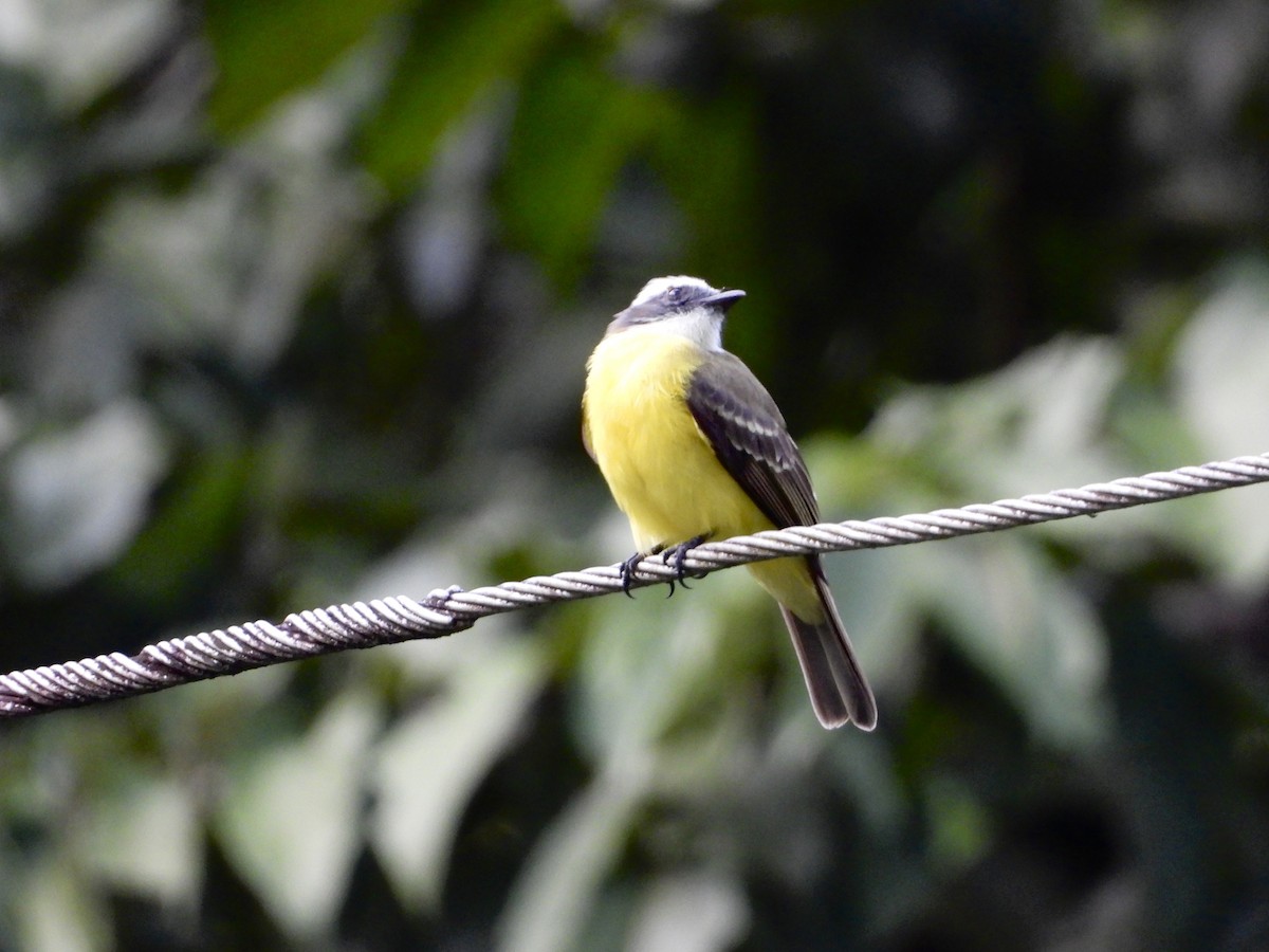 アカボウシヒタキモドキ - ML647445448