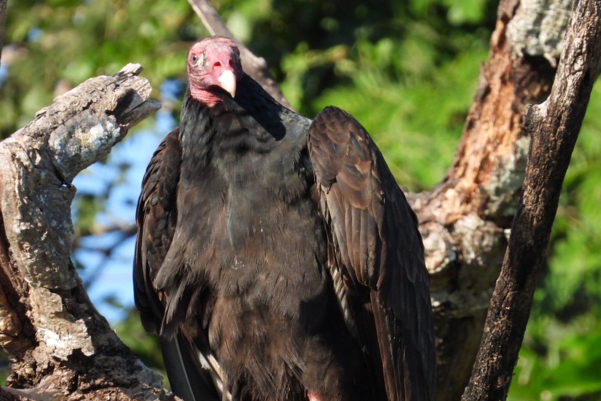 ヒメコンドル - ML647445449