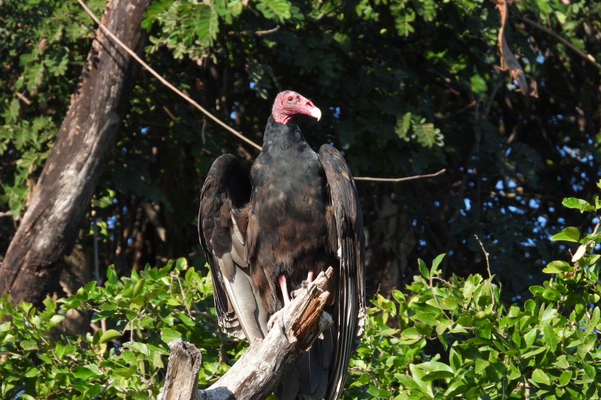 ヒメコンドル - ML647445450