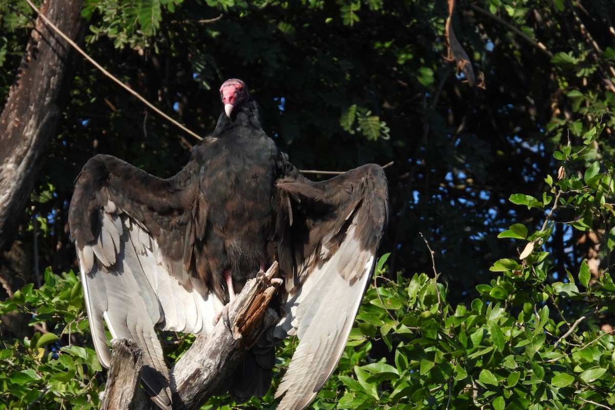 ヒメコンドル - ML647445451