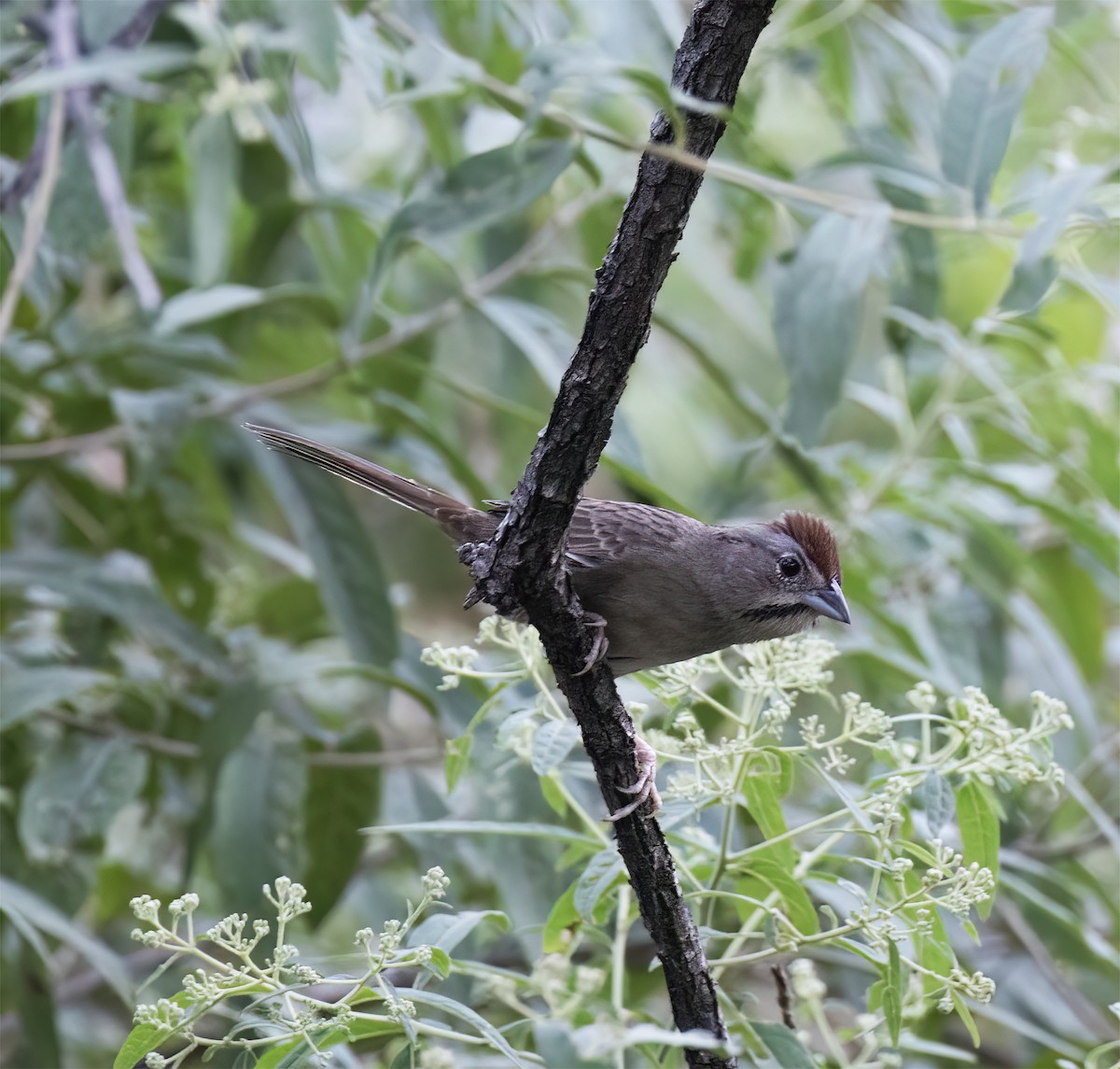 オオスズメモドキ - ML647445458