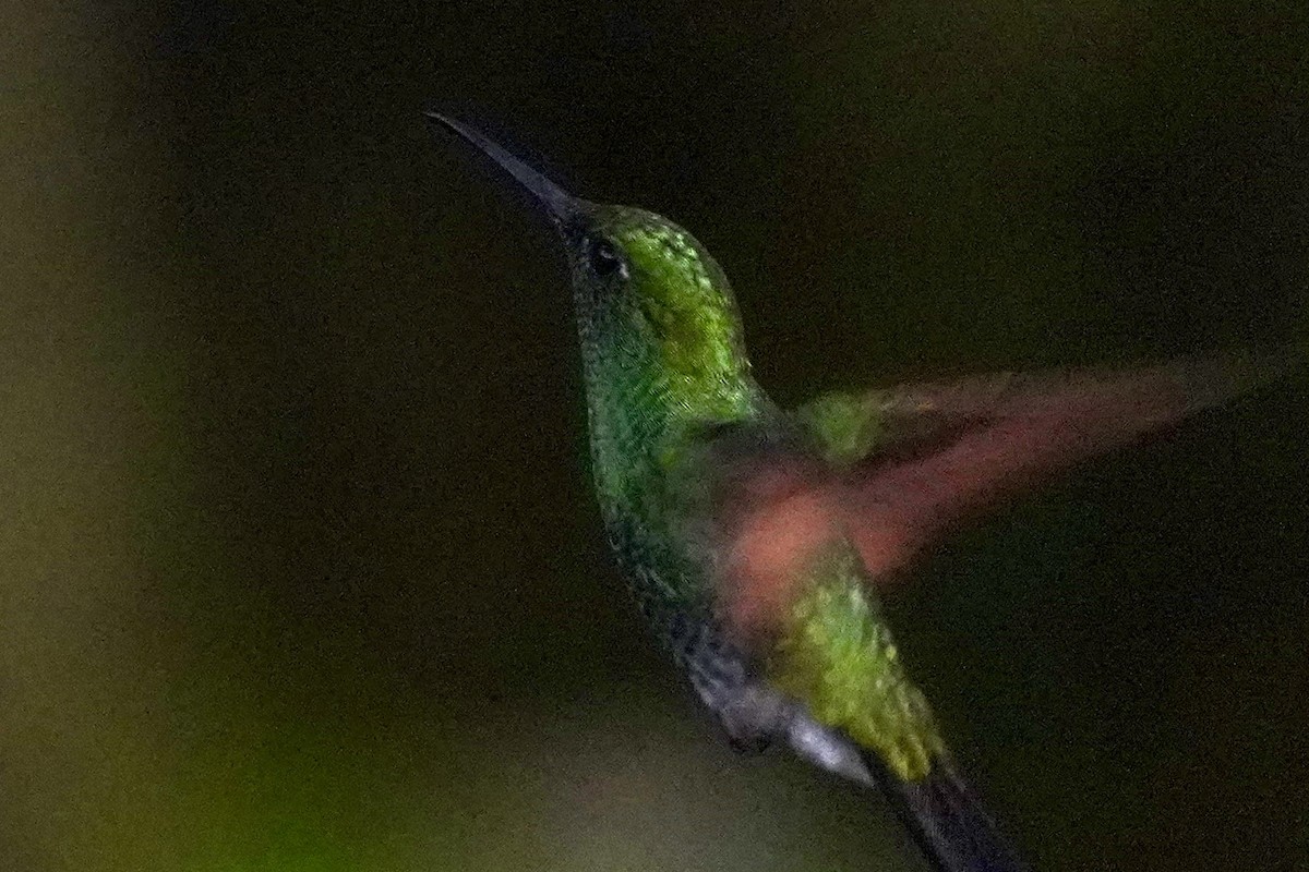 クロスジオジロハチドリ - ML647445460