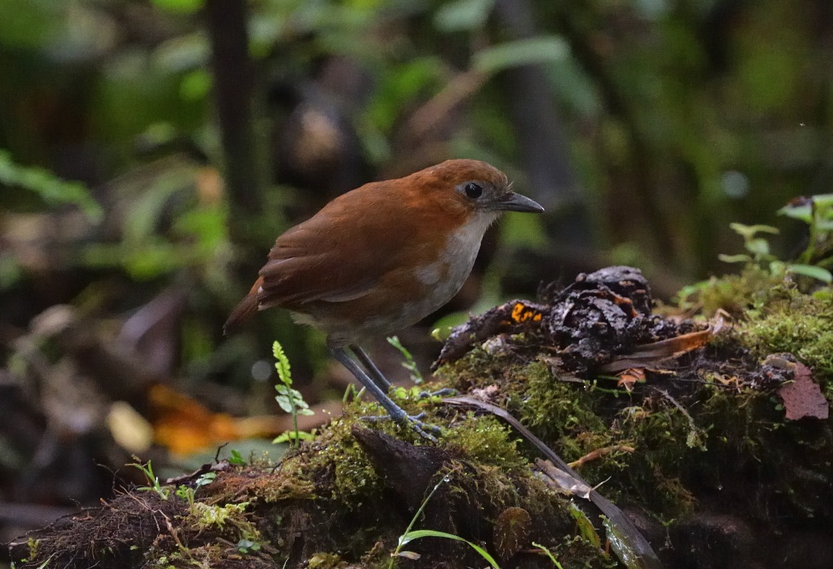 Ak Karınlı Yerçavuşu - ML647445461