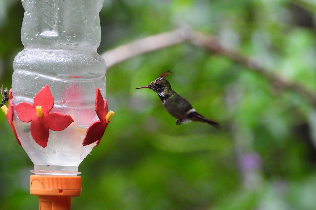 Rufous-crested Coquette - ML647445466
