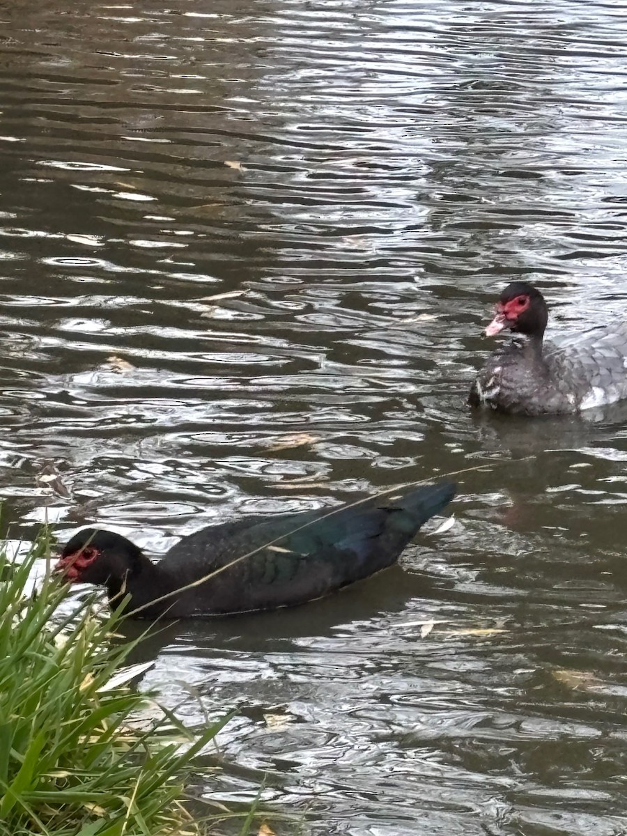 Muscovy Duck (Domestic type) - ML647445472