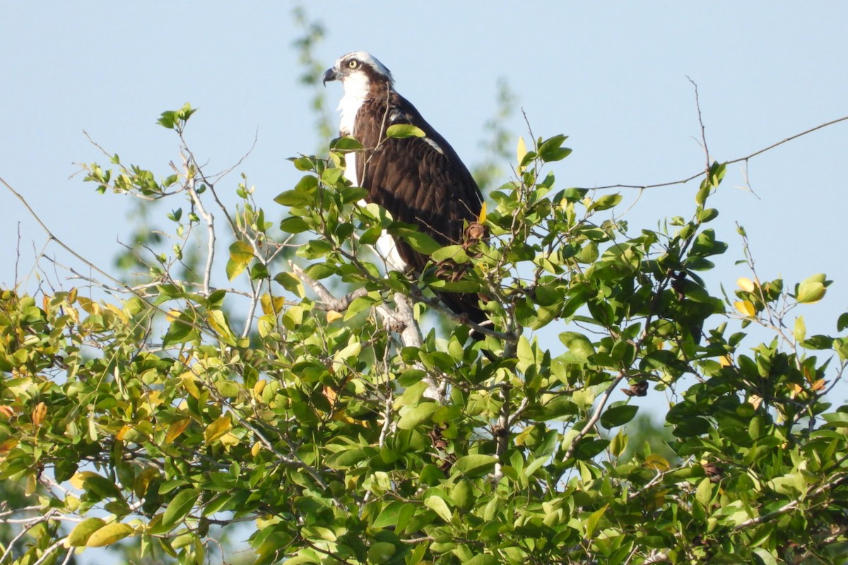 שלך - ML647445474