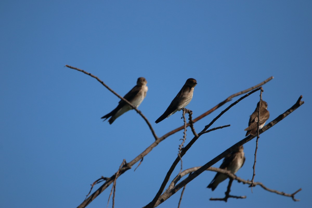 Northern Rough-winged Swallow - ML647445481
