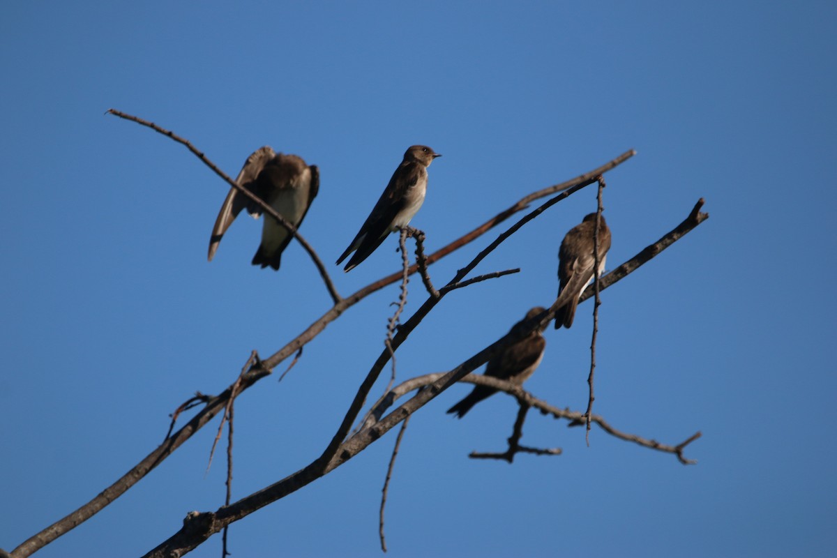 Northern Rough-winged Swallow - ML647445483