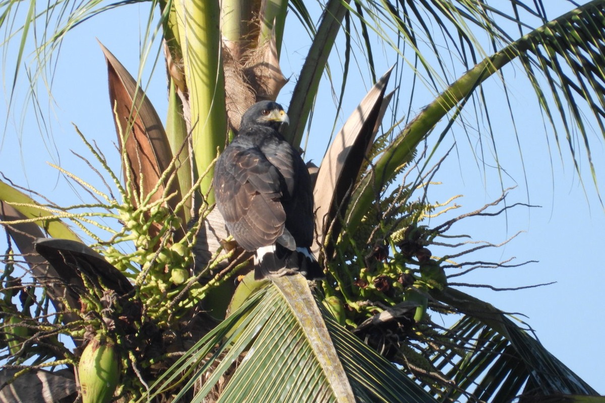 Common Black Hawk - ML647445495