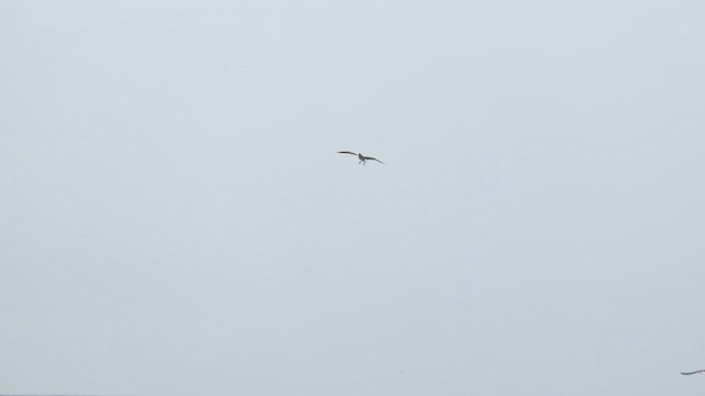 Сула перуанська - ML647445496