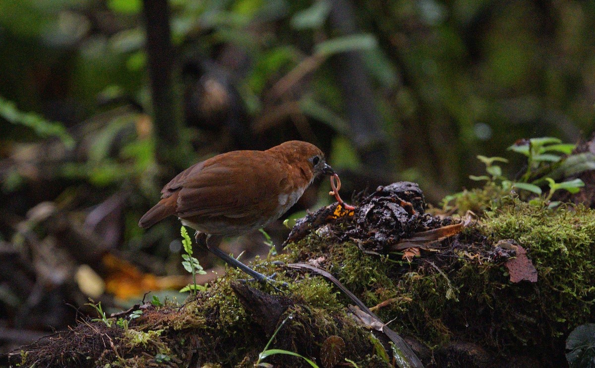 Ak Karınlı Yerçavuşu - ML647445500