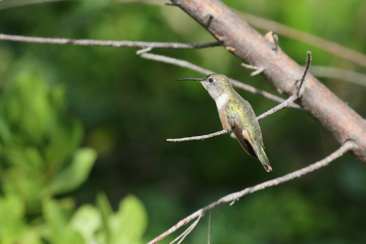 バハマハチドリ - ML647445503