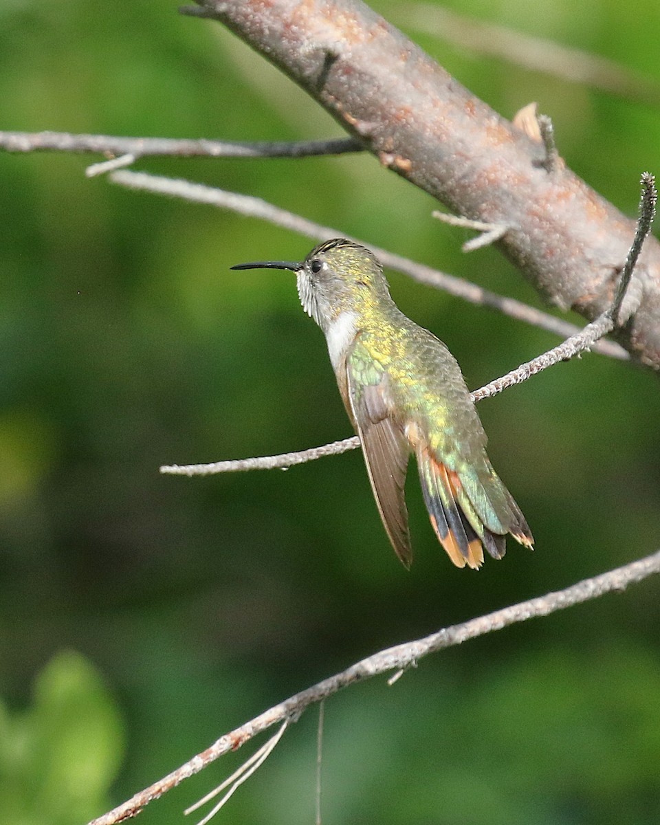 バハマハチドリ - ML647445506