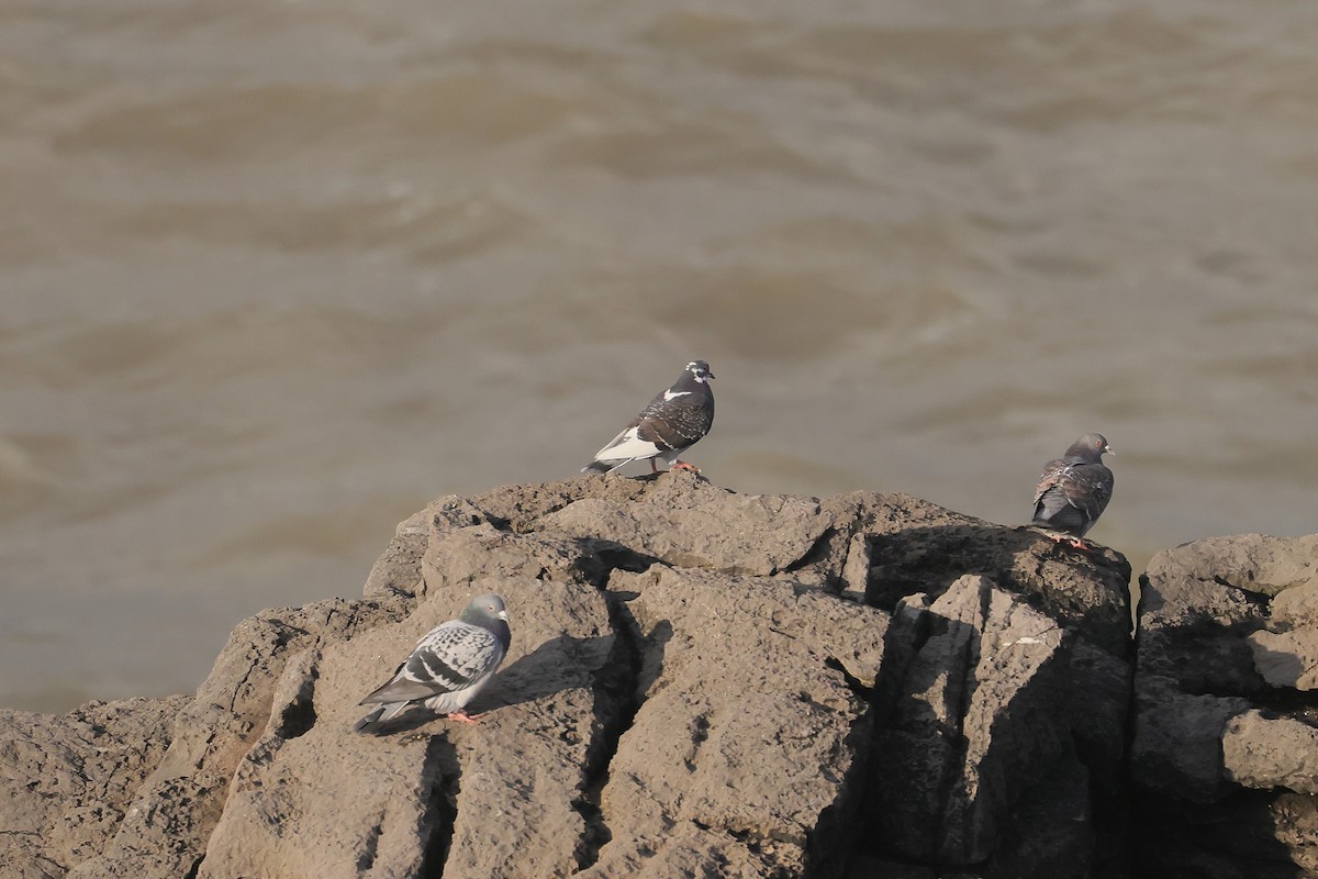 Kaya Güvercini (evcil tip) - ML647445508