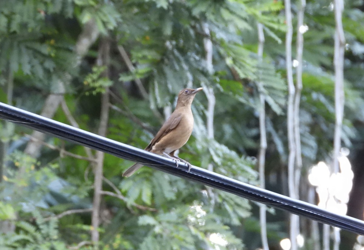 Merle fauve - ML647445509