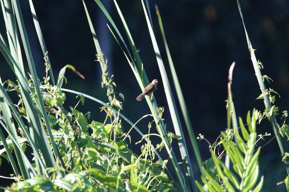 Variable Seedeater - ML647445511